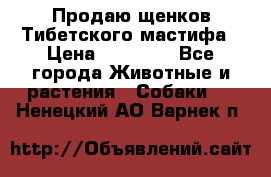 Продаю щенков Тибетского мастифа › Цена ­ 45 000 - Все города Животные и растения » Собаки   . Ненецкий АО,Варнек п.